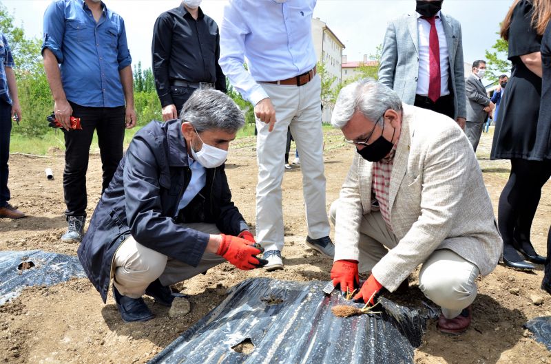 ÇİLEK ÜRETİMİNİN ARTIRILMASI PROJESİ